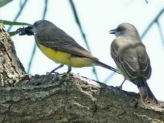 Suirirí real/Tropical Kingbird