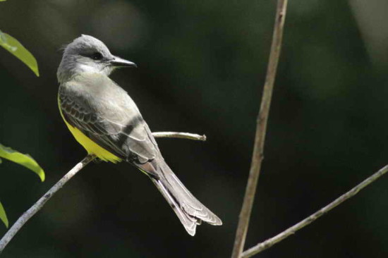 Suirirí real/Tropical Kingbird