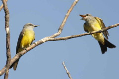 Suirirí real/Tropical Kingbird