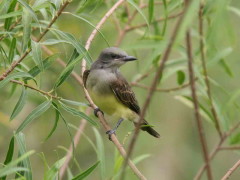 Suirirí real/Tropical Kingbird