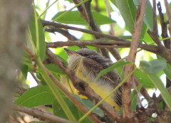 Suirirí real/Tropical Kingbird