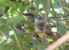 Suirirí real/Tropical Kingbird