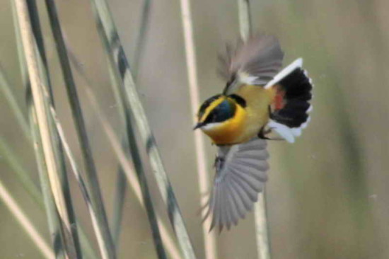 Tachurí sietecolores/Many-coloured Rush-Tyrant