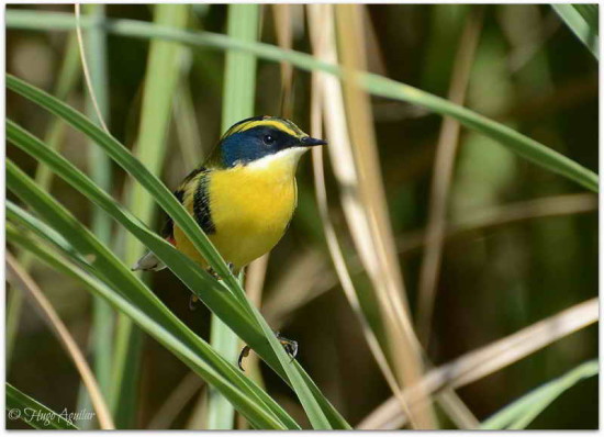 Tachurí sietecolores/Many-coloured Rush-Tyrant