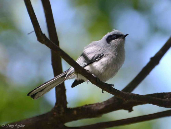 Tacuarita azul/Masked Gnatcatcher