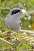 Tacuarita azul/Masked Gnatcatcher