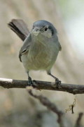 Tacuarita azul/Masked Gnatcatcher