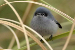 Tacuarita azul/Masked Gnatcatcher