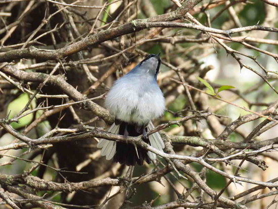 Tacuarita azul/Masked Gnatcatcher