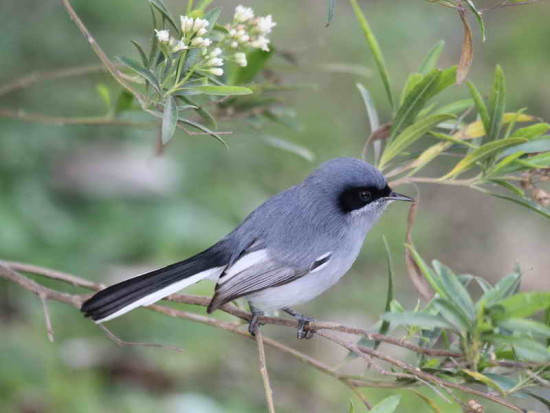 Tacuarita azul/Masked Gnatcatcher