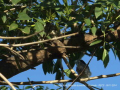 Tacuarita azul/Masked Gnatcatcher