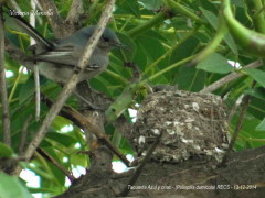 Tacuarita azul/Masked Gnatcatcher