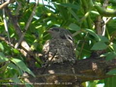 Tacuarita azul/Masked Gnatcatcher