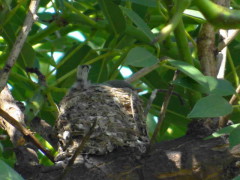 Tacuarita azul/Masked Gnatcatcher