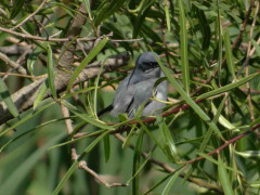 Tacuarita azul/Masked Gnatcatcher