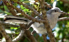 Tacuarita azul/Masked Gnatcatcher