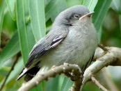 Tacuarita azul/Masked Gnatcatcher