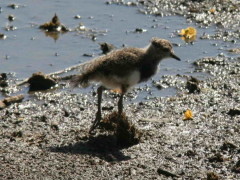 Tero común/Southern Lapwing