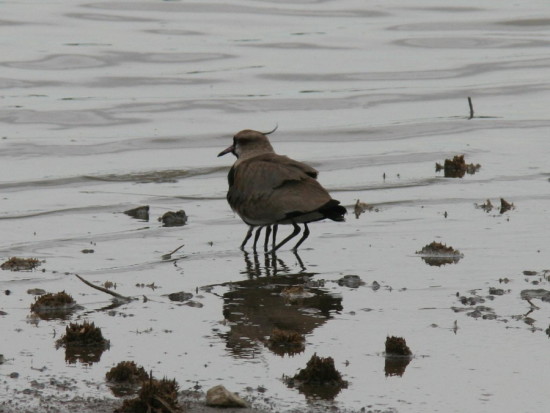 Tero común/Southern Lapwing