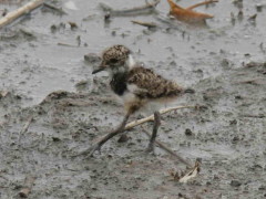 Tero común/Southern Lapwing