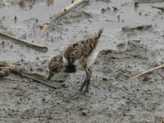 Tero común/Southern Lapwing