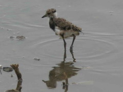 Tero común/Southern Lapwing