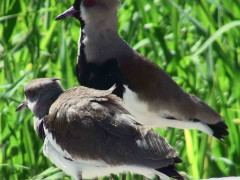 Tero común/Southern Lapwing