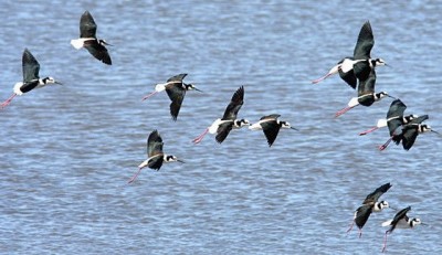 Tero real/White-backed Stilt