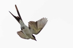 Tijereta/Fork-tailed Flycatcher