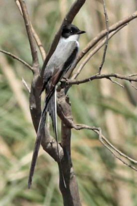 Tijereta/Fork-tailed Flycatcher