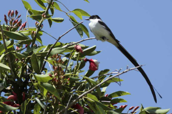 Tijereta/Fork-tailed Flycatcher