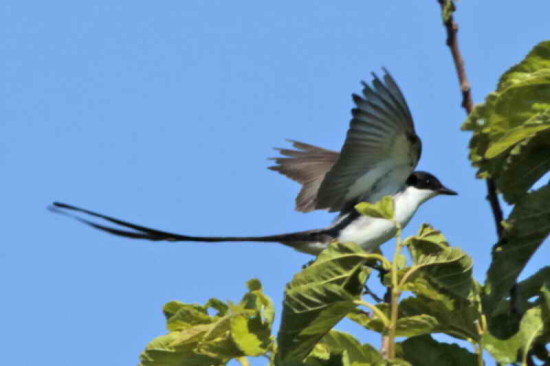 Tijereta/Fork-tailed Flycatcher