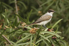 Tijereta/Fork-tailed Flycatcher