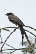 Tijereta/Fork-tailed Flycatcher