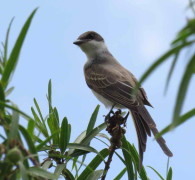 Tijereta/Fork-tailed Flycatcher