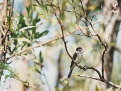 Tijerilla/White-naped Xenopsaris