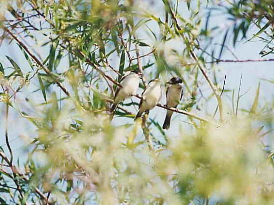 Tijerilla/White-naped Xenopsaris