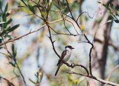 Tijerilla/White-naped Xenopsaris