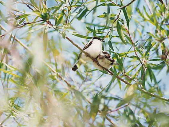 Tijerilla/White-naped Xenopsaris