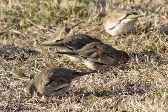 Torcacita comú/Picui Ground Dove