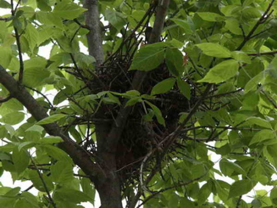 Torcaza común/Eared Dove