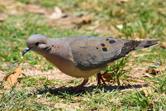 Torcaza común/Eared Dove