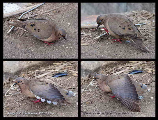 Torcaza común/Eared Dove