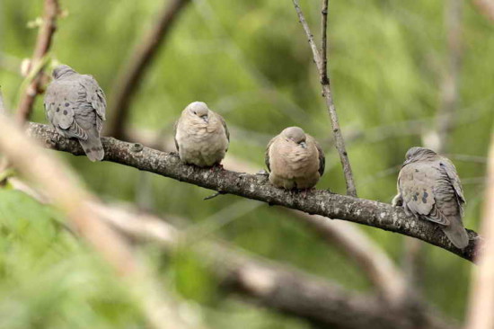 Torcaza común/Eared Dove