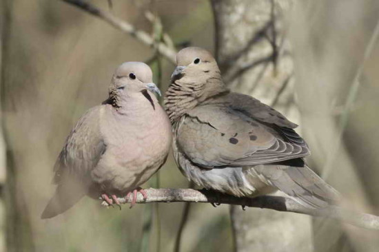 Torcaza común/Eared Dove