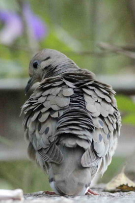 Torcaza común/Eared Dove