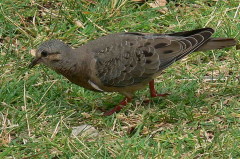 Torcaza común/Eared Dove