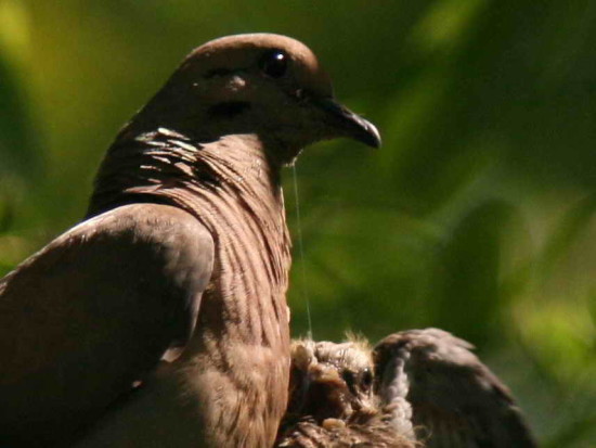 Torcaza común/Eared Dove