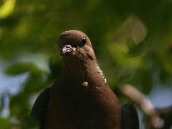 Torcaza común/Eared Dove