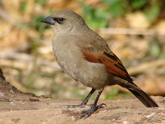 Tordo músico/Bay-winged Coebird